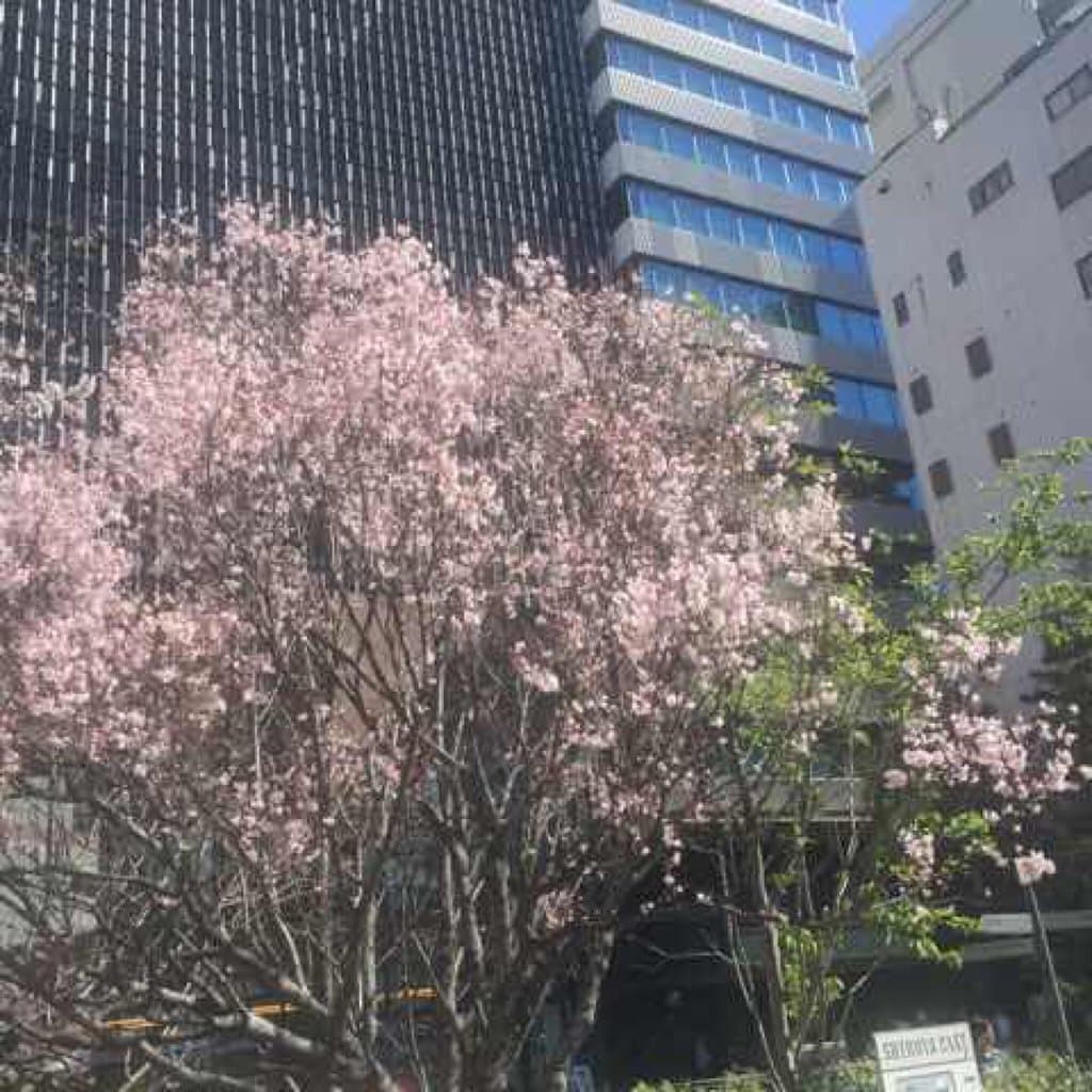 Shibuya Cast