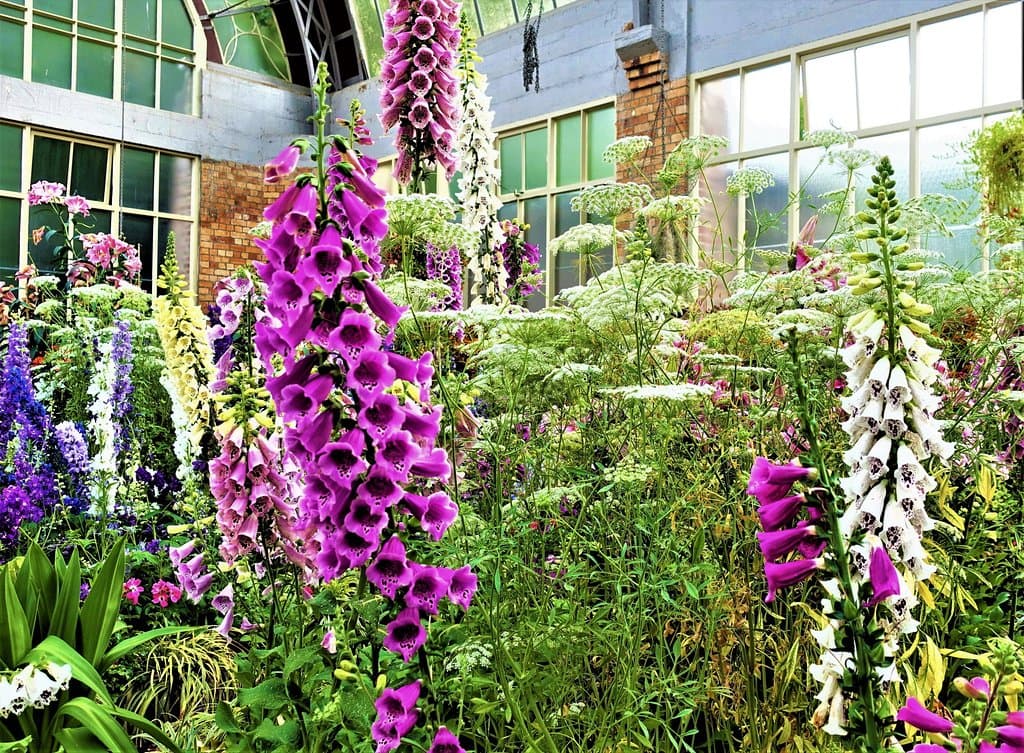 Winter Garden Auckland 