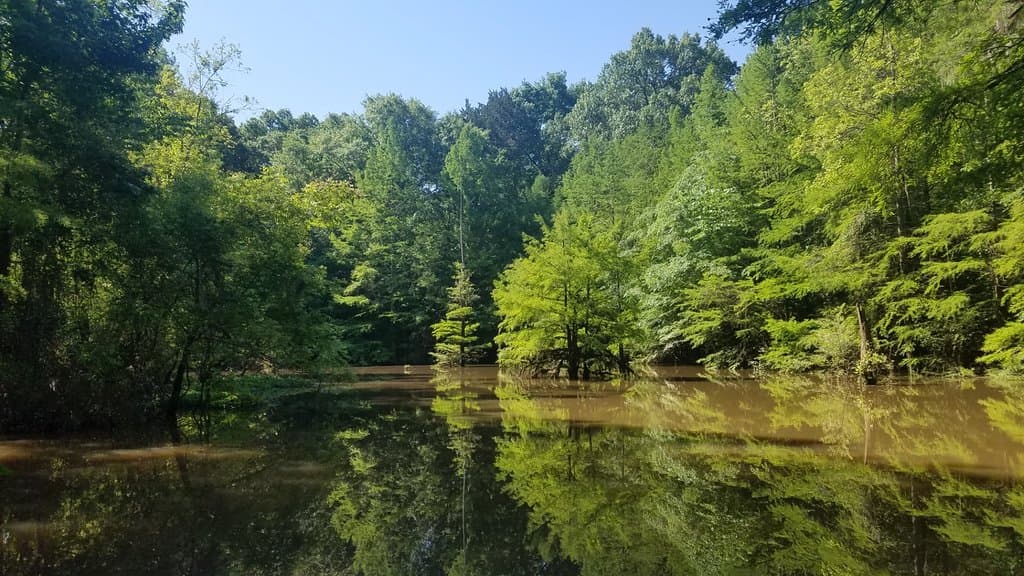 Listen to the birds sing at Old Cahawba.