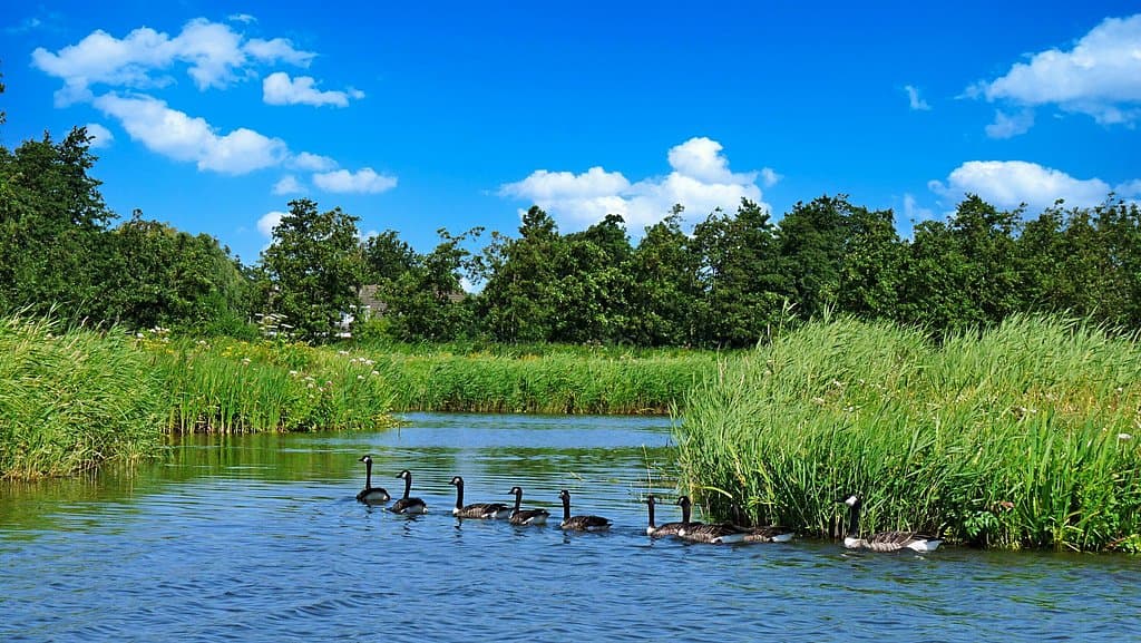 Follow the leader 🦆🦆🦆🦆🦆🦆🦆🦆, picture taken during a boatride in naturepark "Weerribben-Wieden" in Holland.