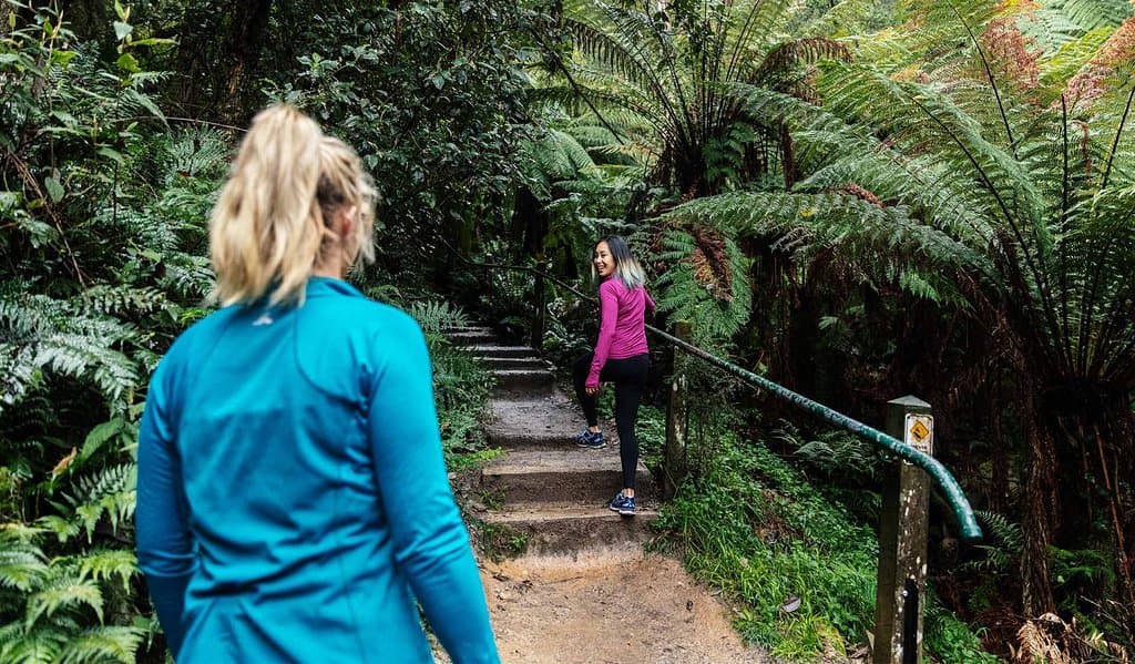 Walking the 1000 Steps, Dandenong Ranges National Park