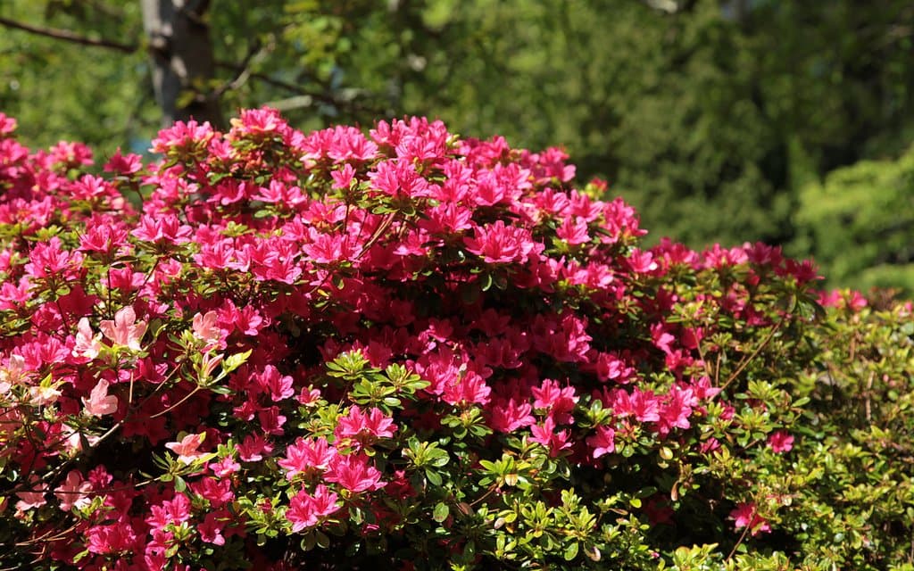 See spectacular displays of azeleas, camellias and rhododendrons in our beautiful country park.