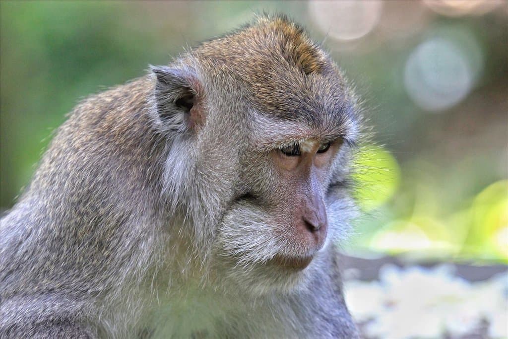 Jalan Monkey Forest Ubud