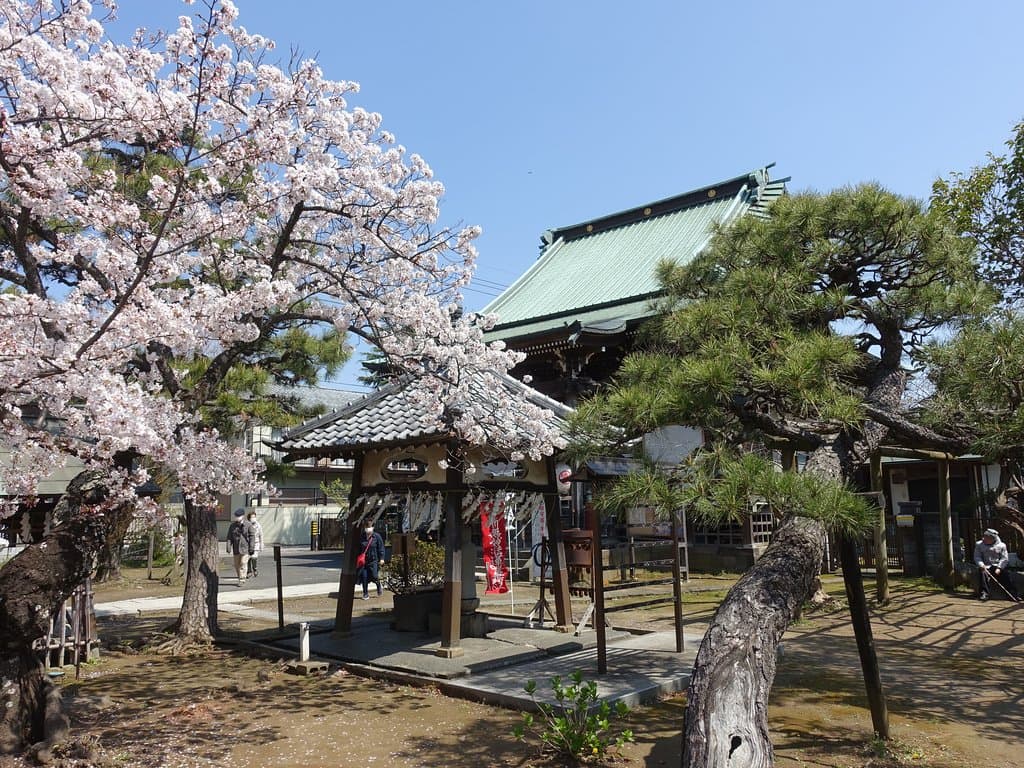 桜が美しかったです