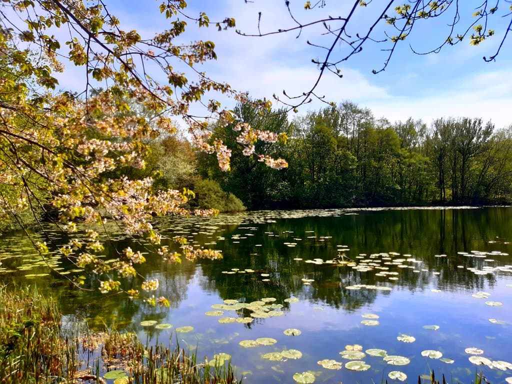 Pool at Sandwell Valley
