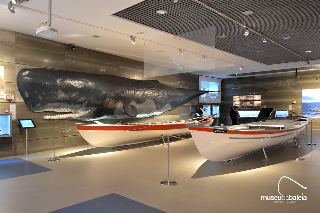 Sala exposição permanente - caça à baleia