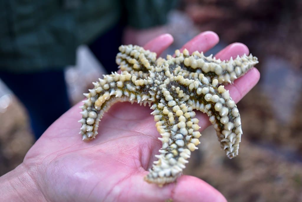 Passeio Interpretativo na Área Marinha Protegida das Avencas