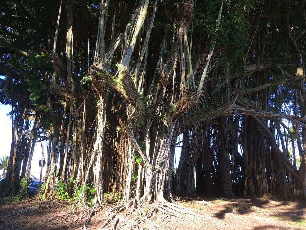 Banyan Drive