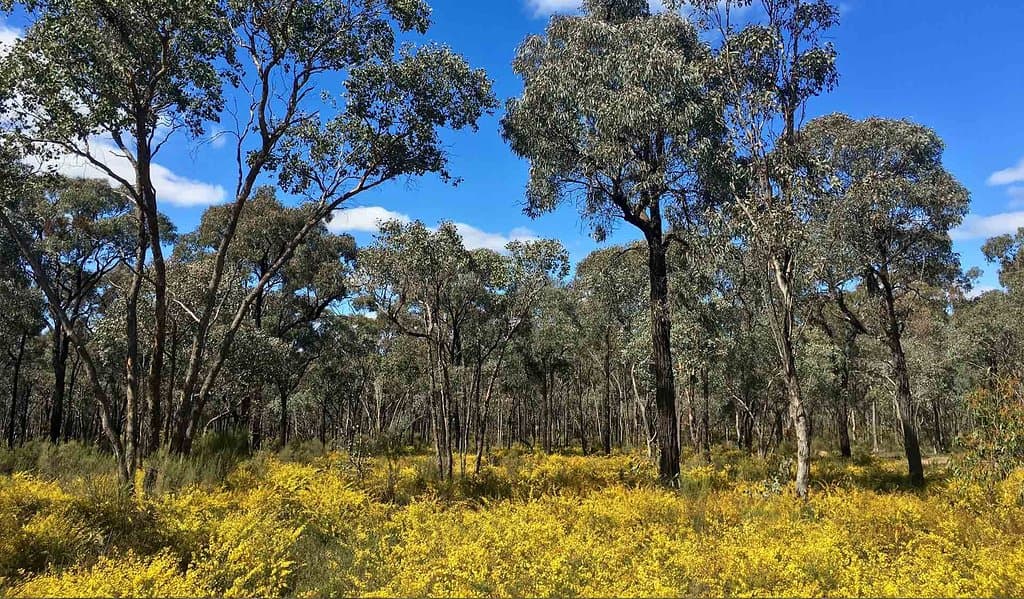 Greater Bendigo National Park