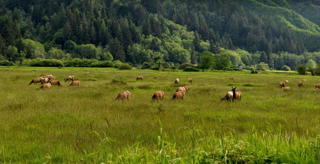 Elk herd amid beautiful, lush backdrop