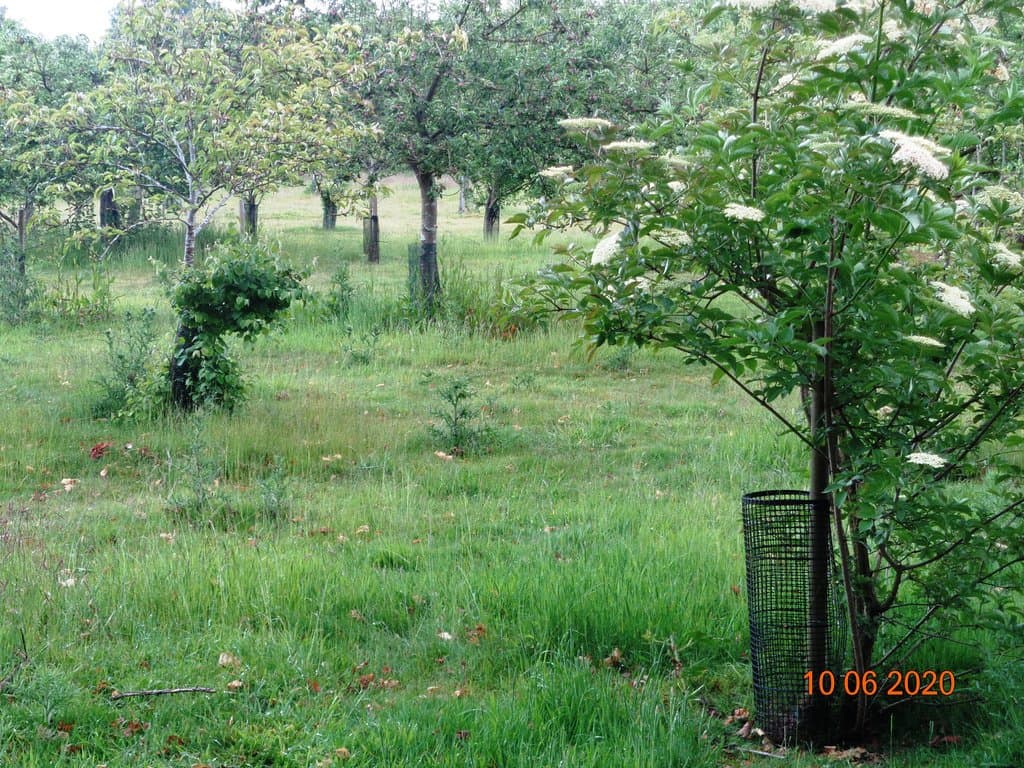 Millennium Orchard at Beverley Parks