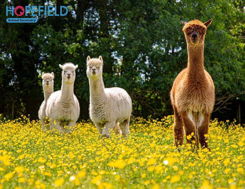 Meet some of our wonderful residents we have at the sanctuary!