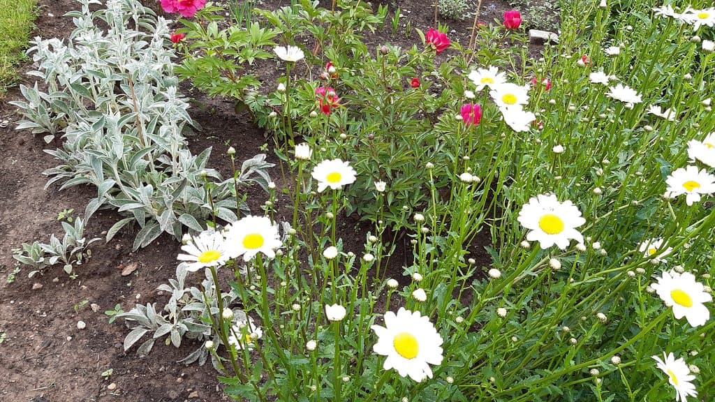 Trädgårdsblommor.