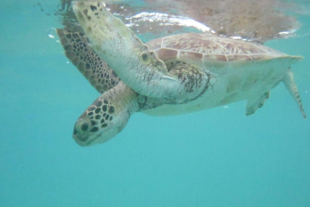 Explore the town of Akumal