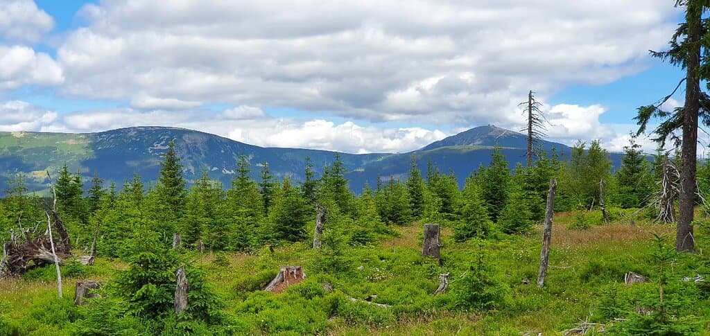 Černohorské Peat Bogs