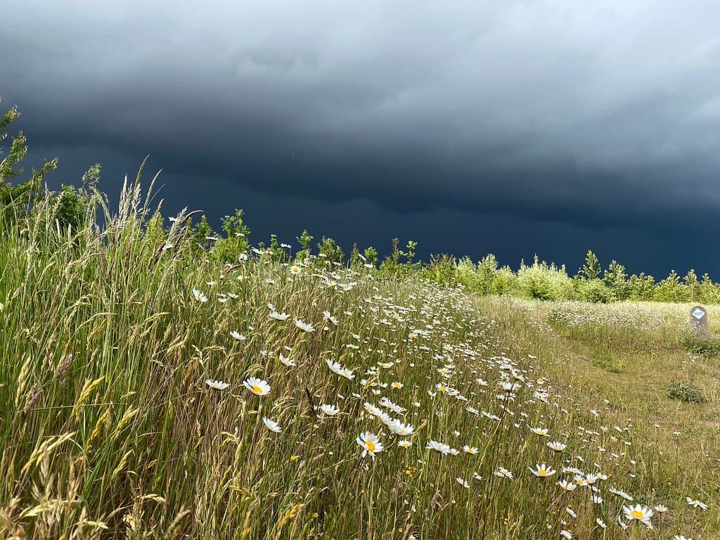 Heartwood Forest