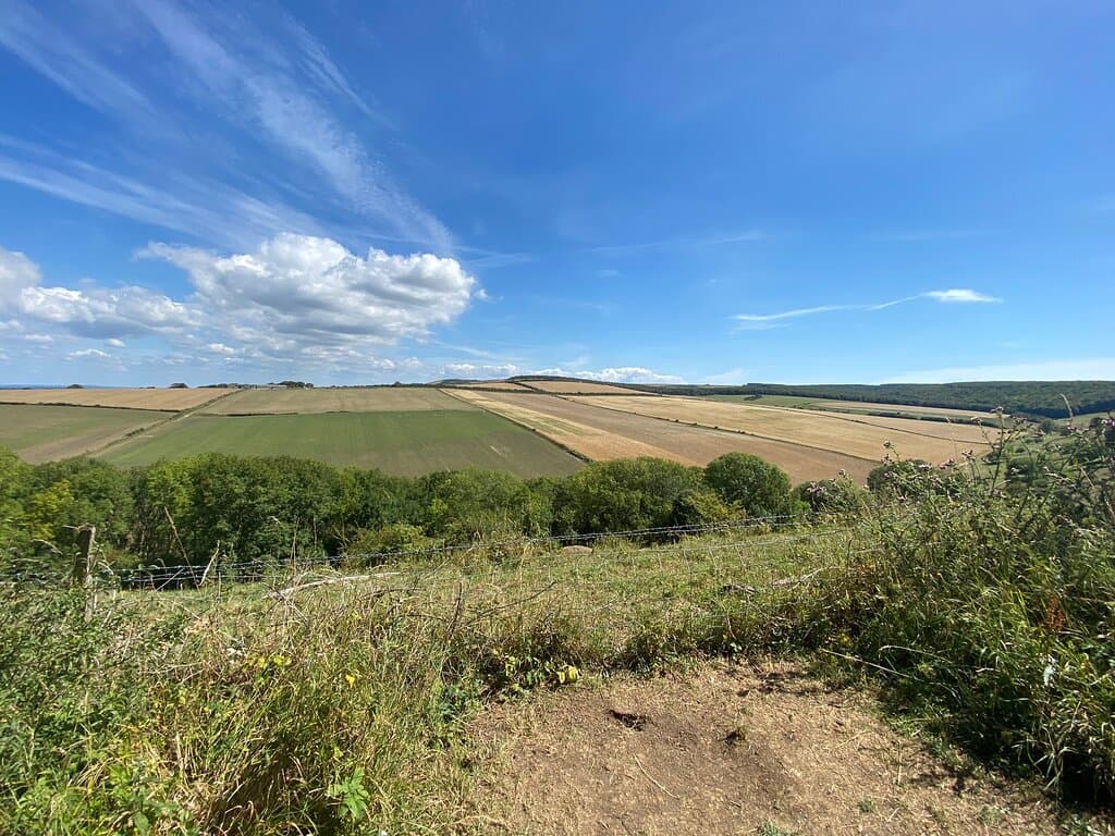 Friston Forest