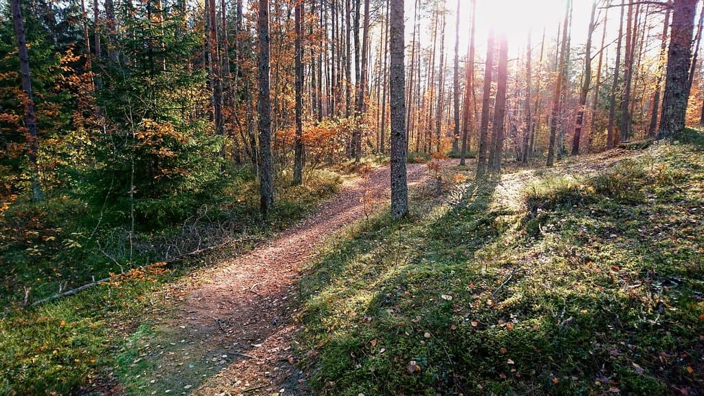 Forest Harku near Tallinn. Nice and peaceful place to walk and to do sports.