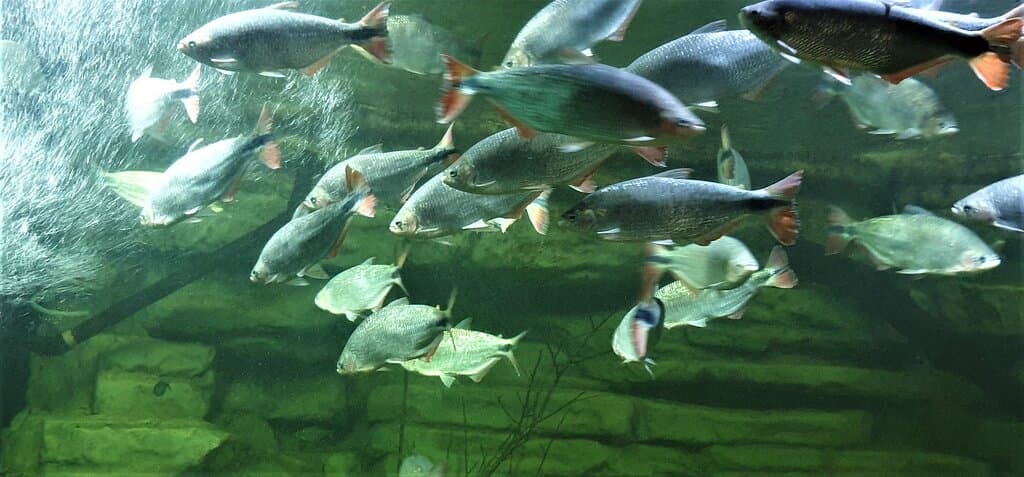 Peixes enormes em comparação com  as dos aquários caseiros, onde as mesmas espécies não se desenvolvem tanto