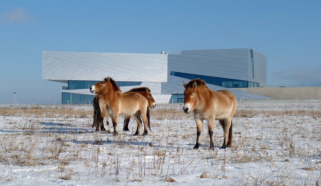 Przewalski-Pferde im Winter vor dem Forschungsmuseum Schöningen (J. Serangeli).