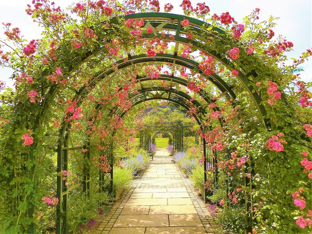 English garden called Galaxy  🌸