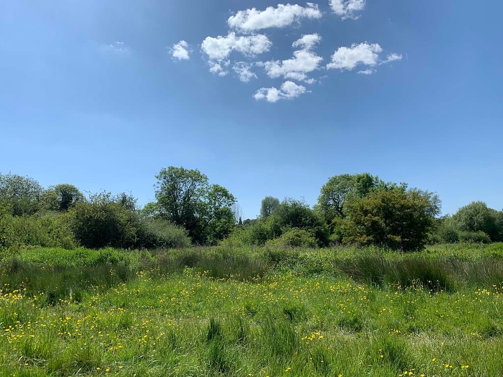 Purwell meadows in June 2020