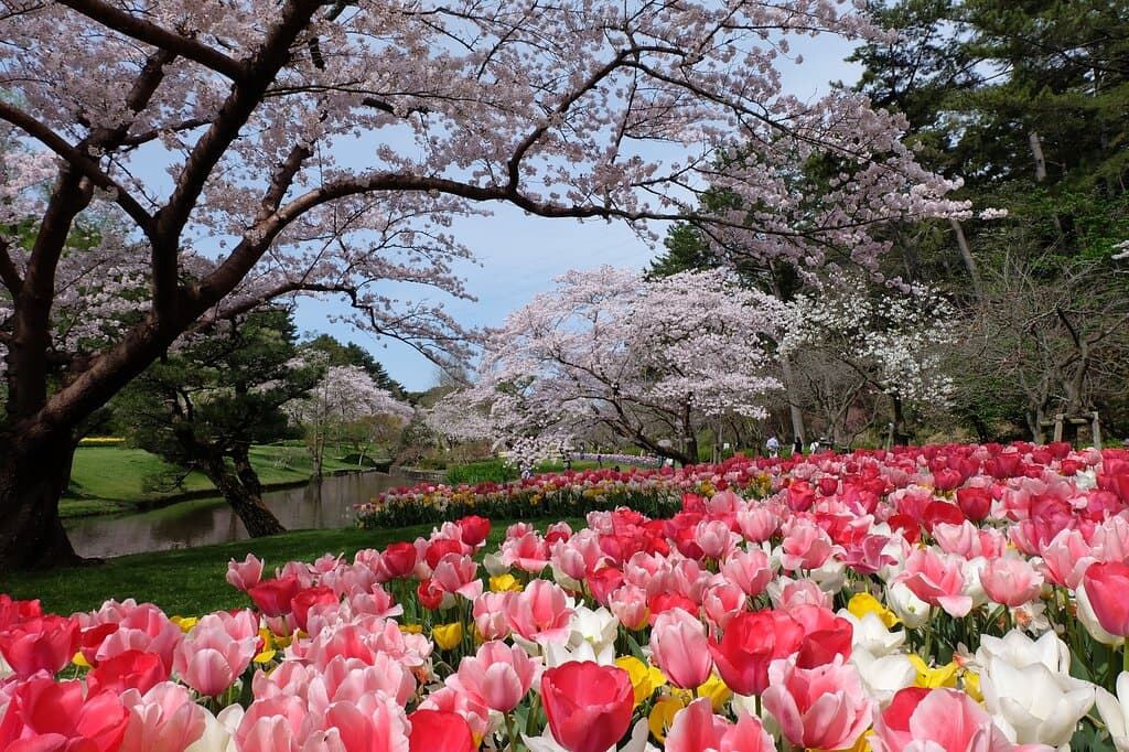 桜とチューリップ(3月下旬~4月上旬)/ Cherry blossoms and tulips (late March-early April)