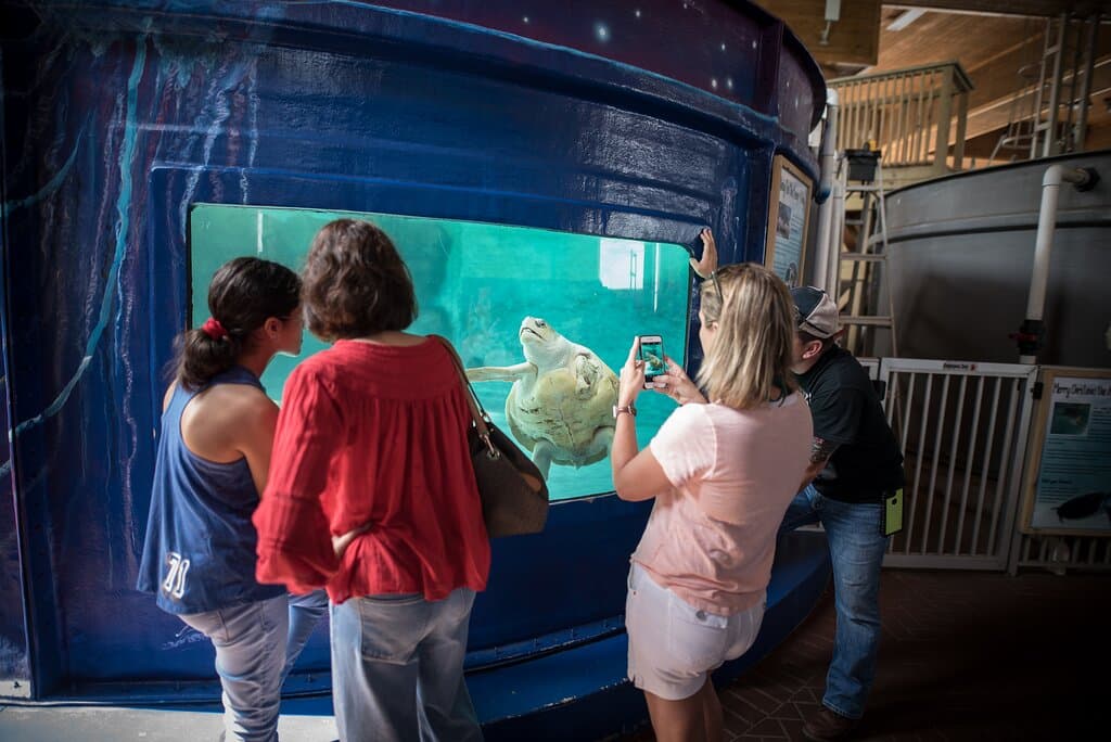 Visitors viewing Hang Ten the Kemp's ridley sea turtle in the education center