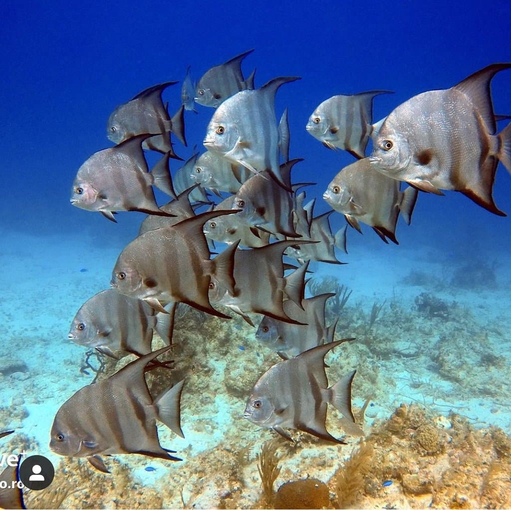 Cardumen de Pacualas