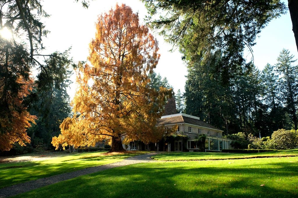 The Wagner House with Dawn Redwood in Fall