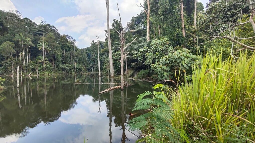 Shah Alam Community Forest Unity Peak