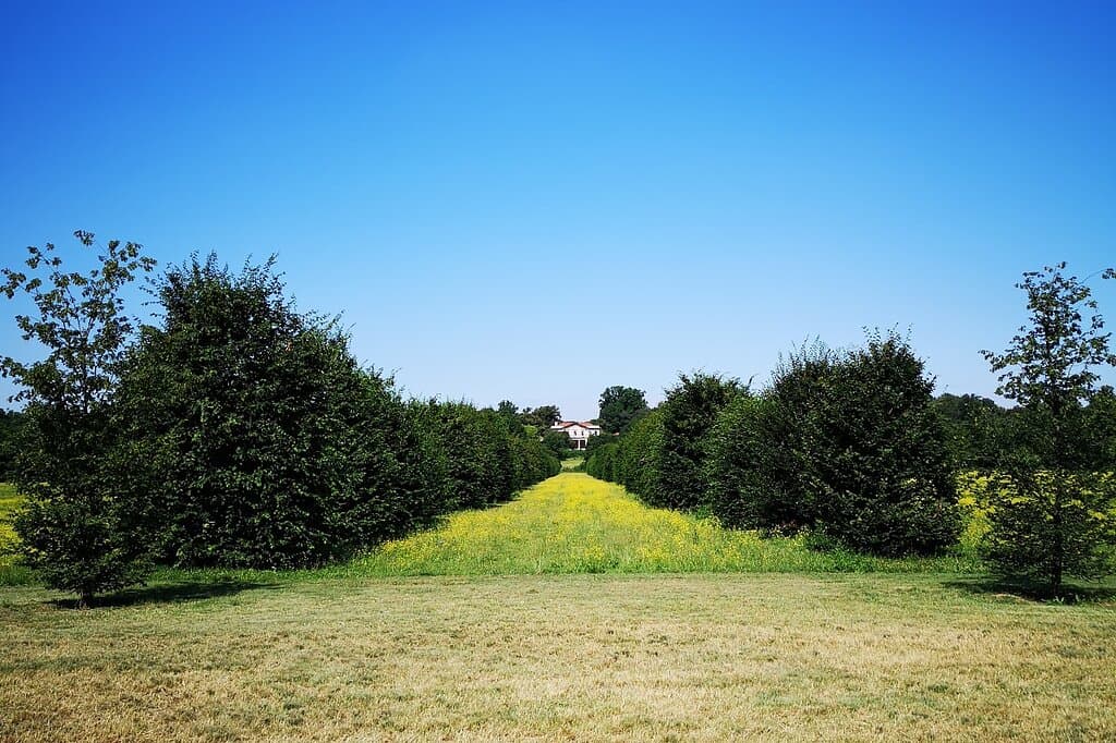 Viale dei Carpini tra Villa Mirabello e Villa Mirabellino, Parco di Monza - Archivio Consorzio Villa Reale e Parco di Monza
