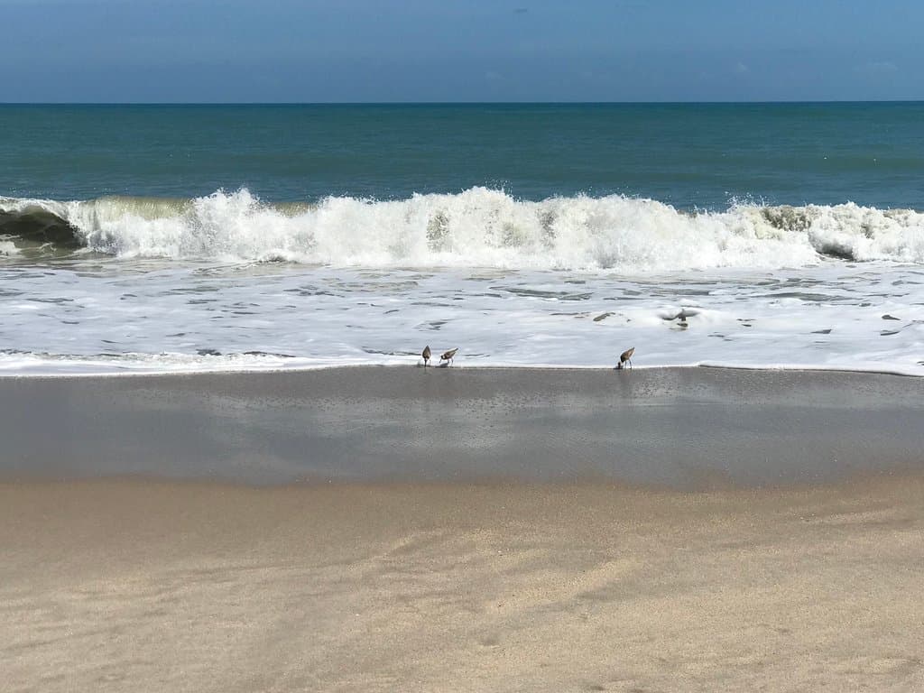 The shore birds