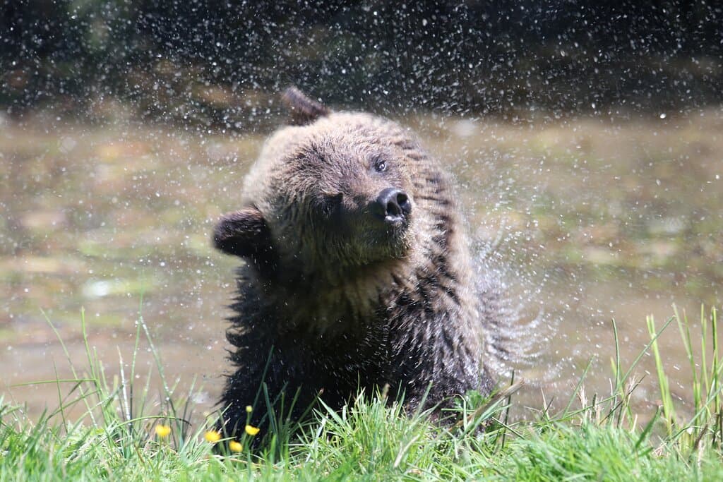 Huggy Bear the baby Grizzly