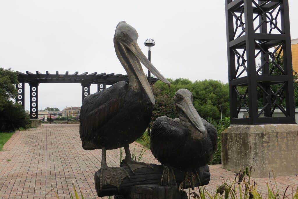 Pelicans. Shreveport Riverview Park, Shreveport, LA . Sep 2020