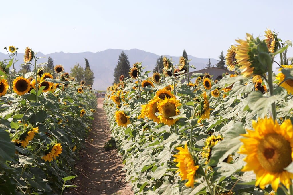 Sunflower patch