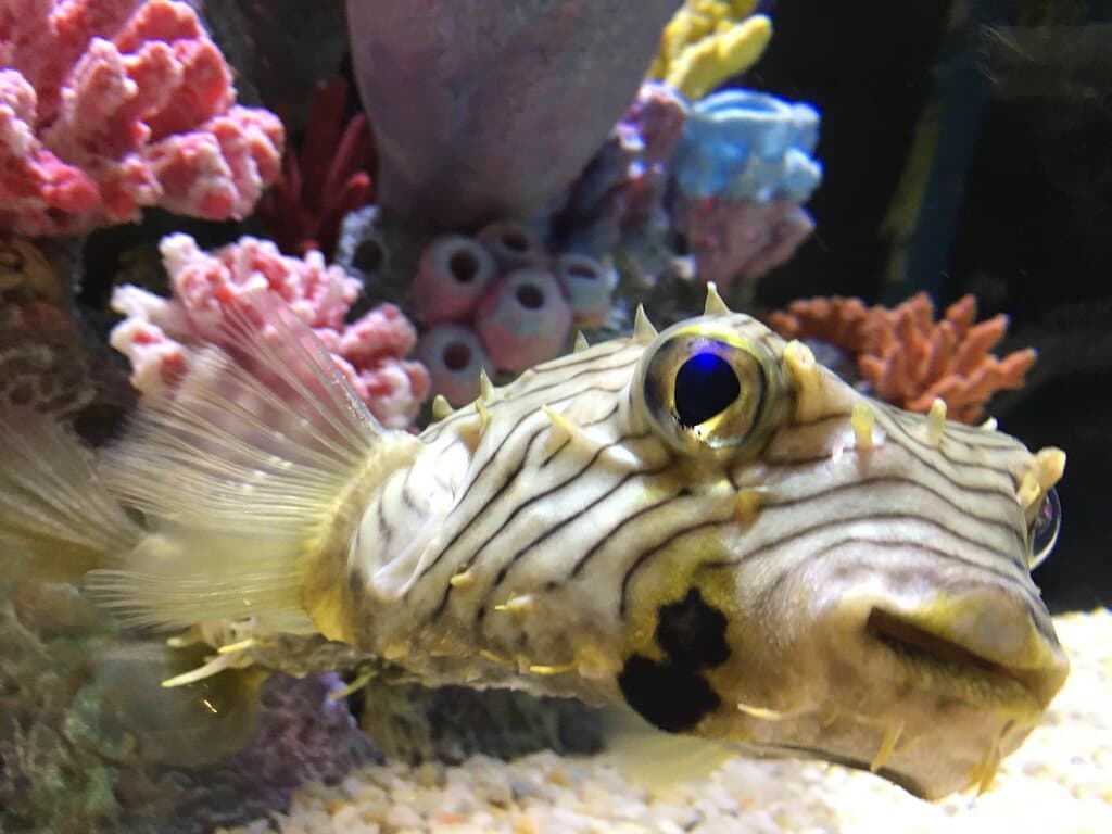 The adorable Striped Burfish