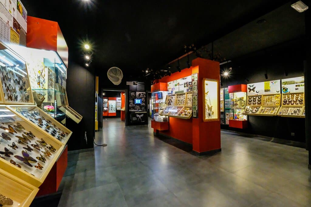 Muzeum Motyli w Łebie