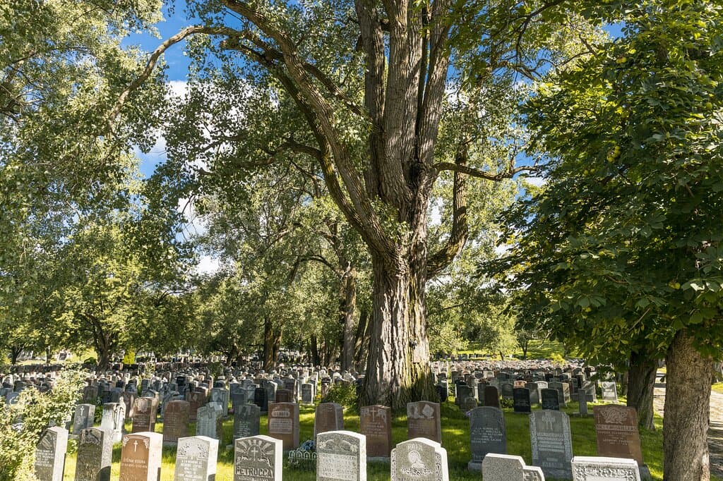 One of our oldest trees.
© Mathieu Dupuis