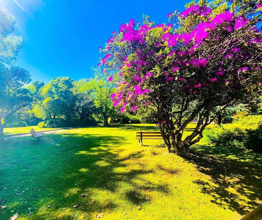 Beautiful spring morning with purple Rhododendron in bloom in Blue Mountains
