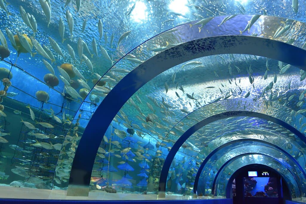 トンネル水槽むつ湾の海