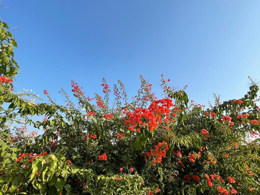 Aravalli Biodiversity Park