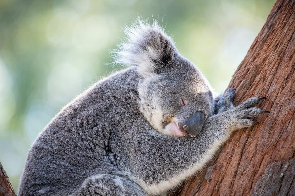 Resident Koala