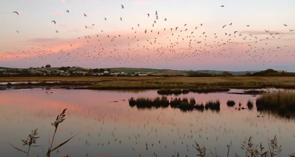 RSPB Lodmoor Nature Reserve