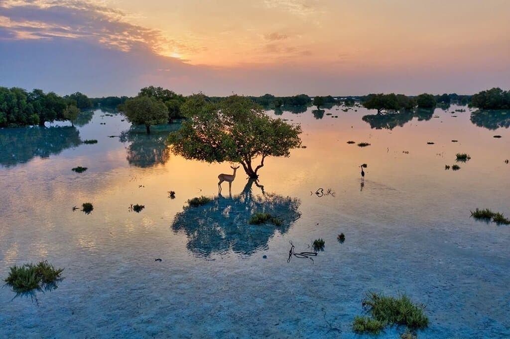 Наедине с природой и спокойствием #InAbuDhabi  📸:IG@bachir_photo_phactory ​ 