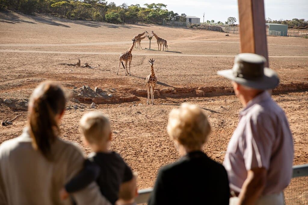 Giraffe viewing platform at Monarto Safari Park