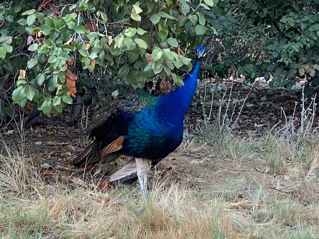 Orange County Zoo
