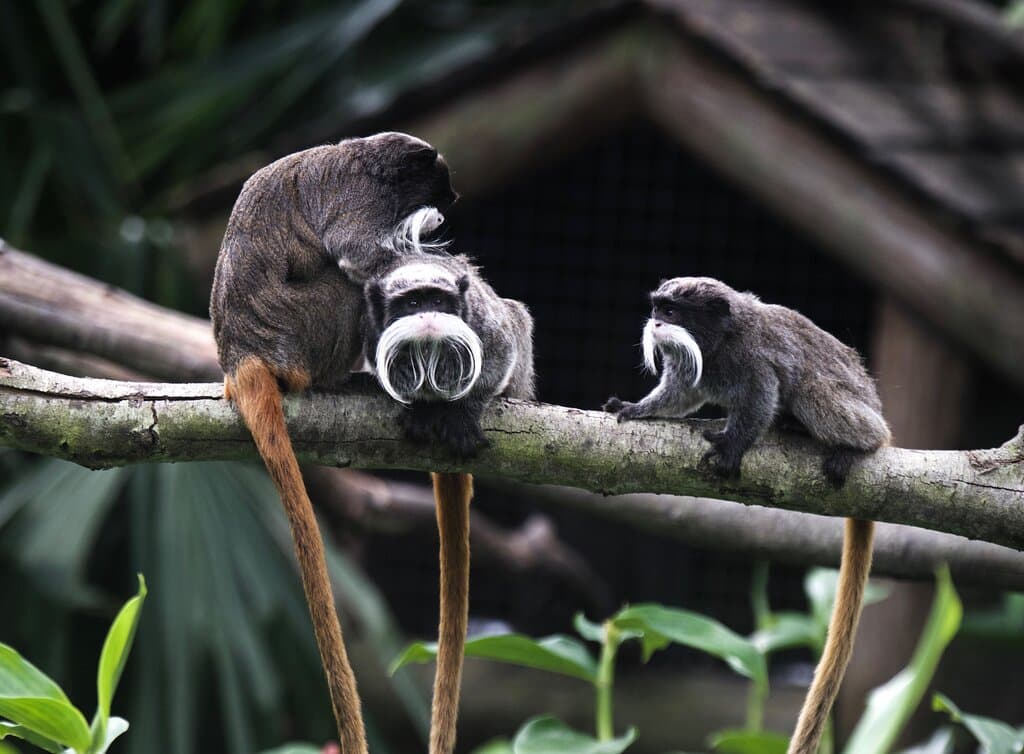 tamarins empereurs