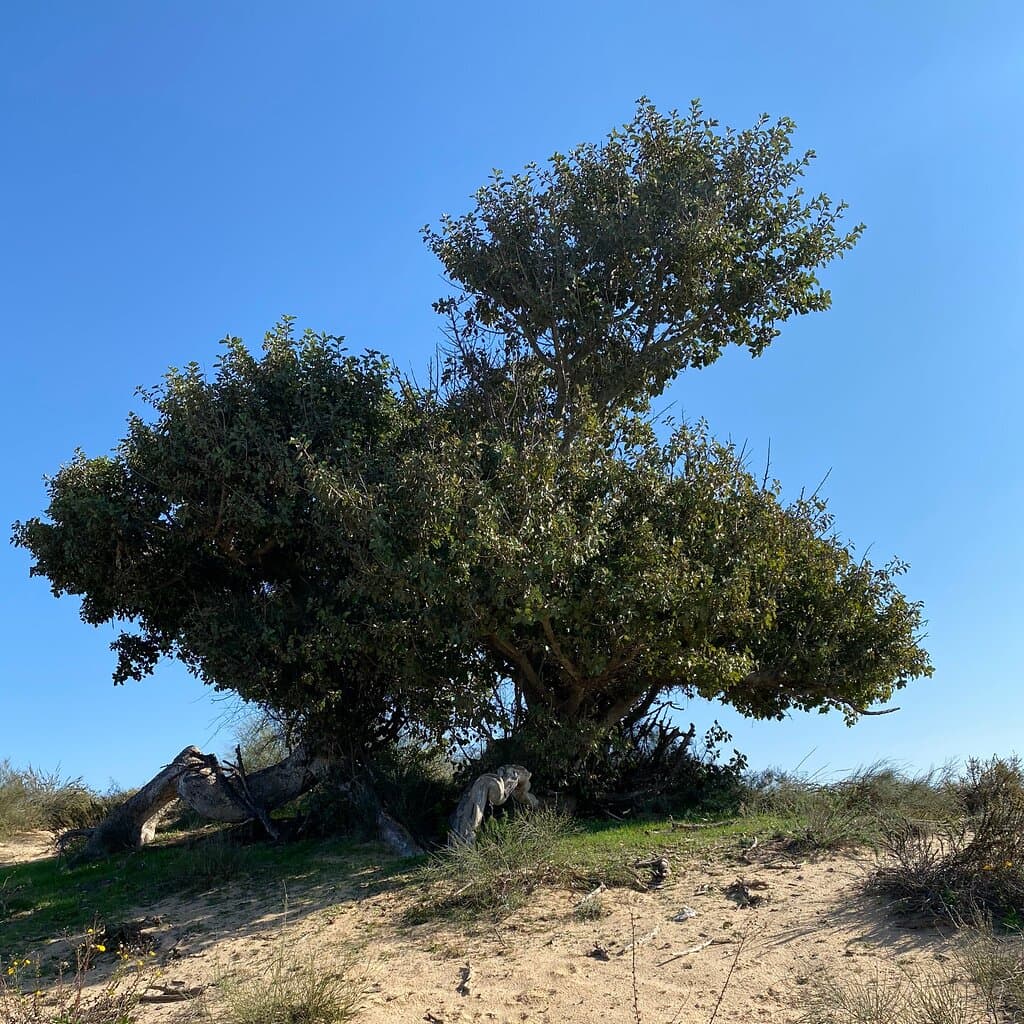 שמורת טבע חולות ניצנים 