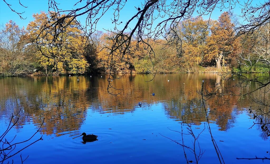 Visited on Monday 23rd November 2020. Which was blessed with stunning autumn weather as we discovered a new park for us. Went to the smaller of the two car parks to choose from.  Short walk to the main lake and adjacent public toilets, quite a narrow park but interesting all the same with little coves of water and foliage. 